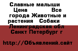 Славные малыши! › Цена ­ 10 000 - Все города Животные и растения » Собаки   . Ленинградская обл.,Санкт-Петербург г.